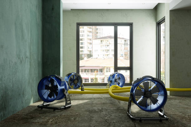 Best Basement water damage restoration  in Tucson Estates, AZ